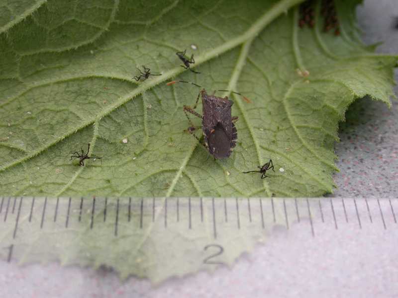 Squash bugs